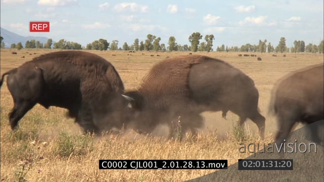 C0002 CJL001_2.01.28.13.mov