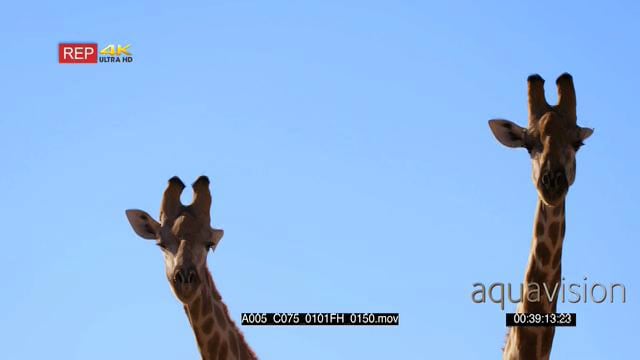 A005_C075_0101FH_0150.mov