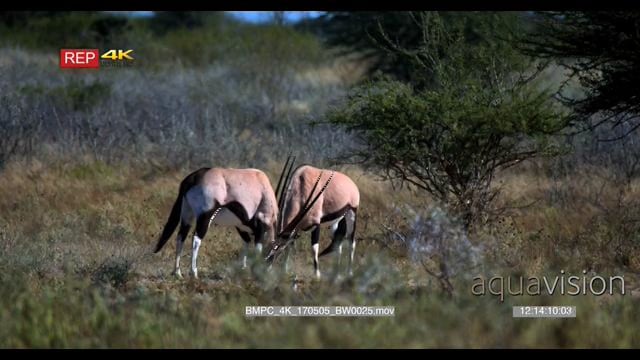 BMPC_4K_170505_BW0025.mov