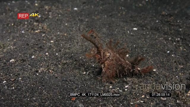 BMPC_4K_171124_LM0023.mov