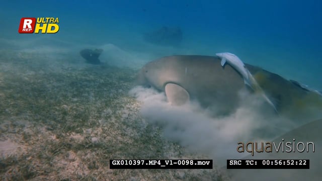 GX010397.MP4_V1-0098.mov