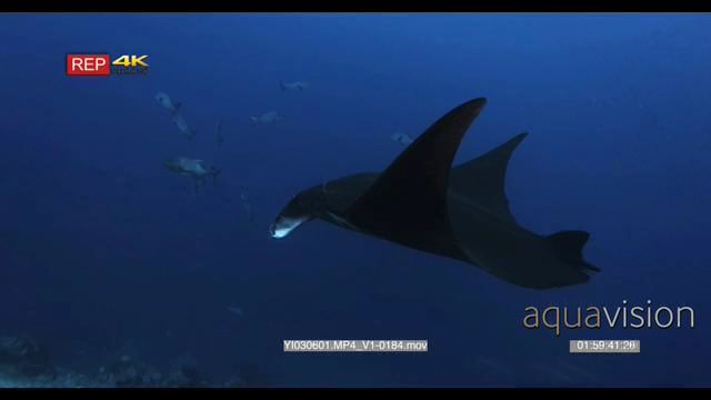 YI030601.MP4_V1-0184.mov