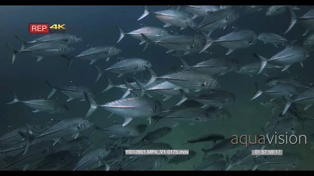 YI012801.MP4_V1-0175.mov