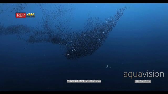 YI079201.MP4_V1-0258.mov