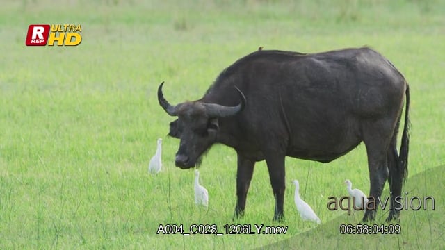 A004_C028_1206LY.mov