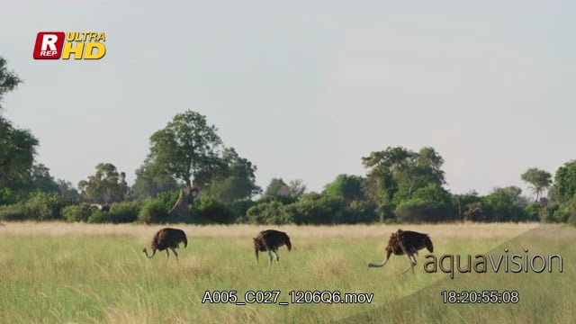 A005_C027_1206Q6.mov