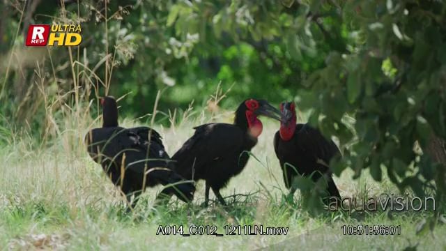 A014_C012_1211LN.mov