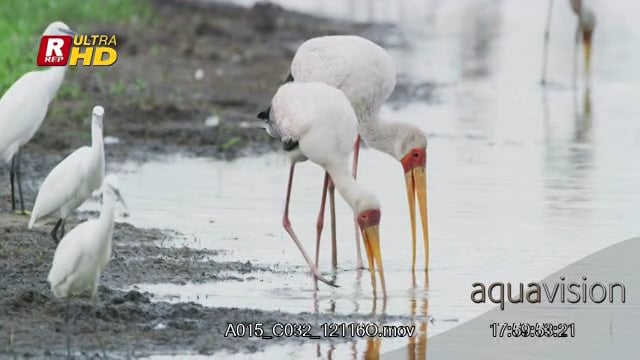 A015_C032_12116O.mov