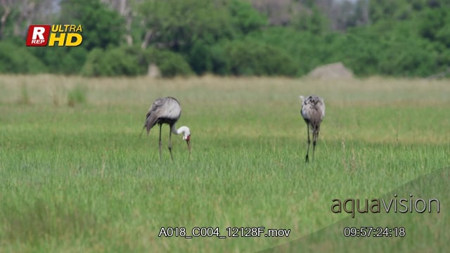 A018_C004_12128F.mov