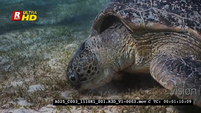 A025_C003_1110K1_001.R3D_V1-0003.mov