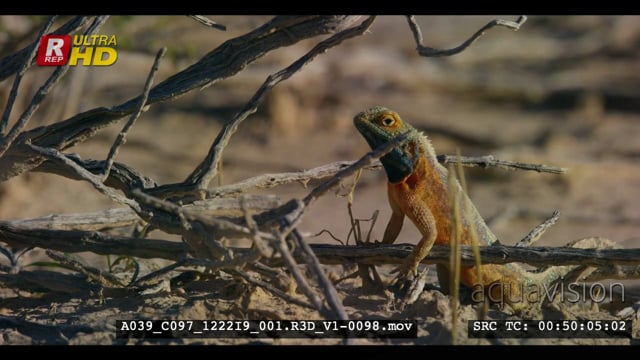 A039_C097_1222I9_001.R3D_V1-0098.mov