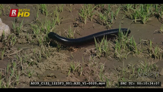 A039_C131_1223F3_001.R3D_V1-0020.mov