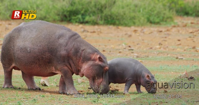 A004_C016_120535.mov