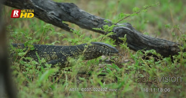 A011_C037_02240Z.mov