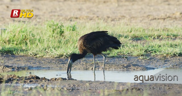 A013_C033_0226G7.mov