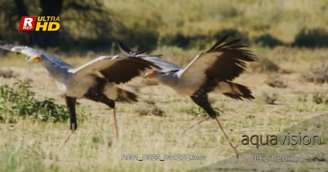 A001_C023_04127Q.mov