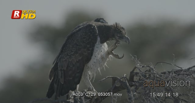 A003_C129_053057.mov