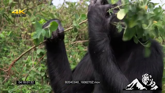 B204C040_1606270Z.mov