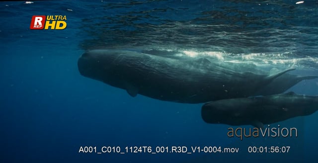 A001_C010_1124T6_001.R3D_V1-0004.mov