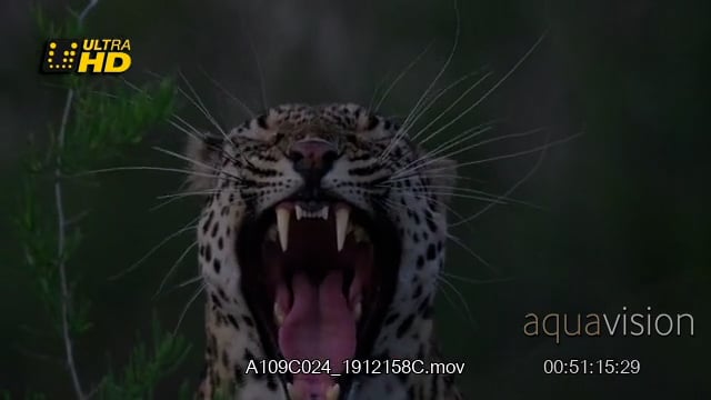 A109C024_1912158C.mov