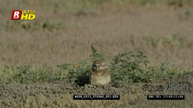 A008_C013_0705RJ.mov